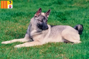 Mehr über den Artikel erfahren Norwegischer Elchhund Züchter und Welpen in der Provence-Alpes-Côte d’Azur