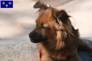 Mehr über den Artikel erfahren Pomchi Züchter und Welpen in Île-de-France