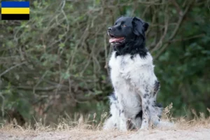 Mehr über den Artikel erfahren Stabij Züchter und Welpen in Gelderland