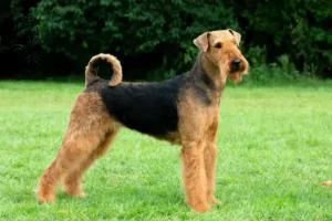 Mehr über den Artikel erfahren Airedale Terrier Züchter und Welpen in Neukaledonien