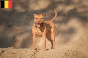 Mehr über den Artikel erfahren American Pit Bull Terrier Züchter und Welpen in Belgien