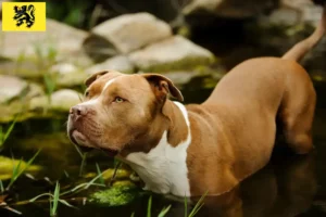 Mehr über den Artikel erfahren American Pit Bull Terrier Züchter und Welpen in Flandern