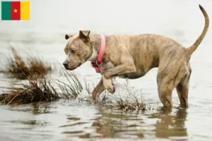 Mehr über den Artikel erfahren American Pit Bull Terrier Züchter und Welpen in Kamerun