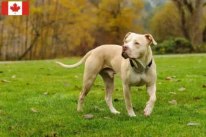 Mehr über den Artikel erfahren American Pit Bull Terrier Züchter und Welpen in Kanada