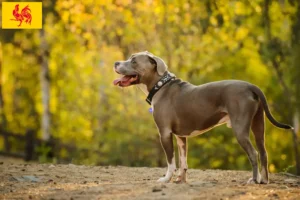 Mehr über den Artikel erfahren American Pit Bull Terrier Züchter und Welpen in Wallonische Region