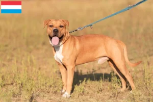 Mehr über den Artikel erfahren American Staffordshire Terrier Züchter und Welpen in Luxemburg