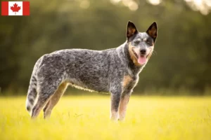 Mehr über den Artikel erfahren Australian Cattle Dog Züchter und Welpen in Kanada