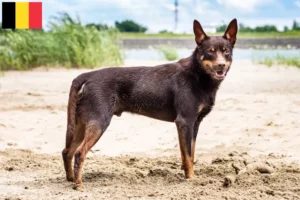 Mehr über den Artikel erfahren Australian Kelpie Züchter und Welpen in Belgien