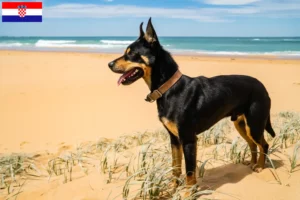 Mehr über den Artikel erfahren Australian Kelpie Züchter und Welpen in Kroatien