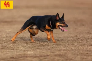 Mehr über den Artikel erfahren Australian Kelpie Züchter und Welpen in Wallonische Region