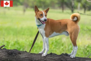 Mehr über den Artikel erfahren Basenji Züchter und Welpen in Kanada