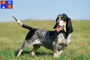 Mehr über den Artikel erfahren Basset bleu de Gascogne Züchter und Welpen in Liberec