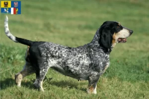 Mehr über den Artikel erfahren Basset bleu de Gascogne Züchter und Welpen in Mähren-Schlesien