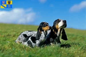 Mehr über den Artikel erfahren Basset bleu de Gascogne Züchter und Welpen in Olmütz