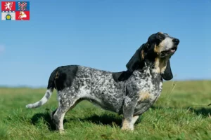 Mehr über den Artikel erfahren Basset bleu de Gascogne Züchter und Welpen in Pardubice