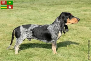 Mehr über den Artikel erfahren Basset bleu de Gascogne Züchter und Welpen in Pilsen