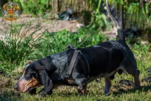 Mehr über den Artikel erfahren Basset bleu de Gascogne Züchter und Welpen in Prag