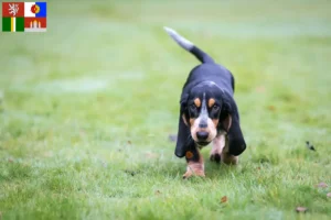 Mehr über den Artikel erfahren Basset bleu de Gascogne Züchter und Welpen in Südböhmen