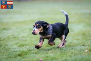 Mehr über den Artikel erfahren Basset bleu de Gascogne Züchter und Welpen in Südmähren