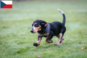 Mehr über den Artikel erfahren Basset bleu de Gascogne Züchter und Welpen in Tschechien