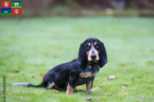 Mehr über den Artikel erfahren Basset bleu de Gascogne Züchter und Welpen in Ústí