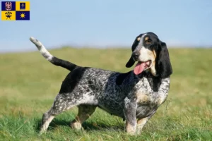 Mehr über den Artikel erfahren Basset bleu de Gascogne Züchter und Welpen in Zlín