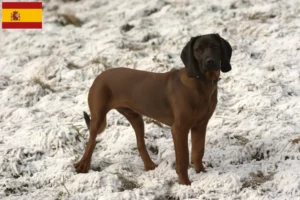 Mehr über den Artikel erfahren Bayerischer Gebirgsschweißhund Züchter und Welpen in Spanien