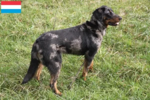 Mehr über den Artikel erfahren Beauceron Züchter und Welpen in Luxemburg