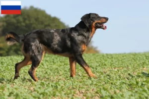 Mehr über den Artikel erfahren Beauceron Züchter und Welpen in Russland