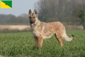 Mehr über den Artikel erfahren Belgischer Schäferhund Züchter und Welpen in Französisch-Guayana