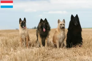 Mehr über den Artikel erfahren Belgischer Schäferhund Züchter und Welpen in Luxemburg