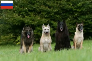 Mehr über den Artikel erfahren Belgischer Schäferhund Züchter und Welpen in Russland