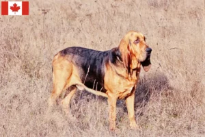 Mehr über den Artikel erfahren Bloodhound Züchter und Welpen in Kanada