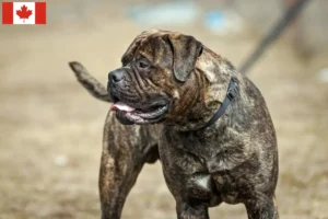 Mehr über den Artikel erfahren Bullmastiff Züchter und Welpen in Kanada