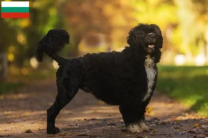 Mehr über den Artikel erfahren Cão de Agua português Züchter und Welpen in Bulgarien