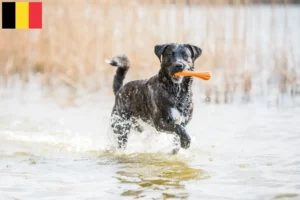 Mehr über den Artikel erfahren Cão Fila de São Miguel Züchter und Welpen in Belgien