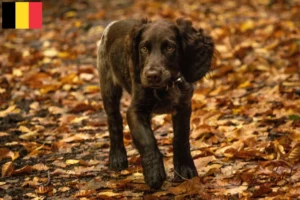 Mehr über den Artikel erfahren Deutscher Wachtelhund Züchter und Welpen in Belgien