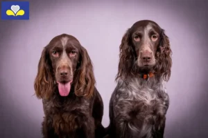 Mehr über den Artikel erfahren Deutscher Wachtelhund Züchter und Welpen in Region Brüssel-Hauptstadt