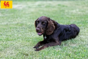 Mehr über den Artikel erfahren Deutscher Wachtelhund Züchter und Welpen in Wallonische Region