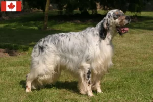 Mehr über den Artikel erfahren English Setter Züchter und Welpen in Kanada