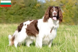 Mehr über den Artikel erfahren English Springer Spaniel Züchter und Welpen in Bulgarien