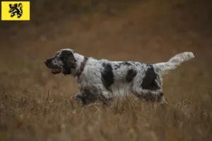 Mehr über den Artikel erfahren English Springer Spaniel Züchter und Welpen in Flandern