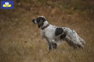 Mehr über den Artikel erfahren English Springer Spaniel Züchter und Welpen in Region Brüssel-Hauptstadt