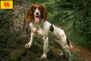 Mehr über den Artikel erfahren English Springer Spaniel Züchter und Welpen in Wallonische Region