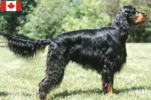 Mehr über den Artikel erfahren Gordon Setter Züchter und Welpen in Kanada