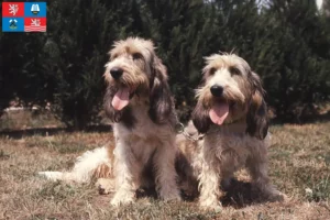 Mehr über den Artikel erfahren Grand Basset Griffon Vendéen Züchter und Welpen in Karlsbad