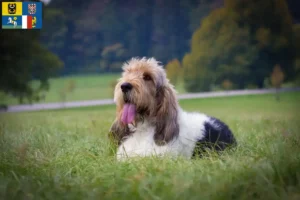 Mehr über den Artikel erfahren Grand Basset Griffon Vendéen Züchter und Welpen in Mähren-Schlesien