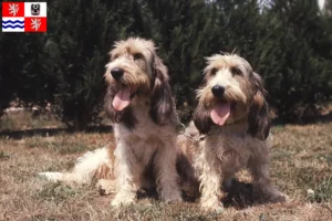 Mehr über den Artikel erfahren Grand Basset Griffon Vendéen Züchter und Welpen in Mittelböhmen