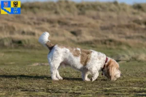 Mehr über den Artikel erfahren Grand Basset Griffon Vendéen Züchter und Welpen in Olmütz