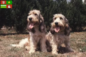 Mehr über den Artikel erfahren Grand Basset Griffon Vendéen Züchter und Welpen in Pilsen